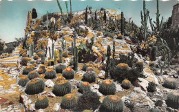 Delcampe - EZE Village Le Jardin Exotique 13(scan Recto-verso) MA1141 - Eze