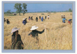 Delcampe - CPSM 10.5 X 15 Thaïlande (50) Harvest Time For World Famous Siamese Rice - When All Hands Must Pitch In* - Thaïland