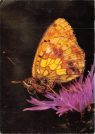 Delcampe - Fritillaire Papillon 21(scan Recto-verso) MA1209 - Vlinders