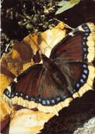 Delcampe - Nymphalis Antiopa PAPILLON 22(scan Recto-verso) MA1209 - Vlinders