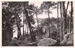 Delcampe - ILE DE BREHAT Les Pins Et La Lande 10(scan Recto-verso) MA1269 - Ile De Bréhat