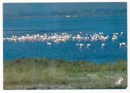 Delcampe - CPSM / CPM 10.5 X 15 Prestige LANGUEDOC Flamands Roses - Languedoc-Roussillon