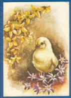 Delcampe - Ostern; Küken, Umgeben Von Gelben Frühlingsblüten; Romania - Ostern