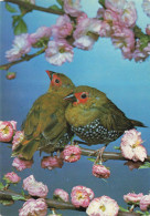 Delcampe - CPSM ASTRILD TACHETE VERT - Sénégali, Passereau - Hans Reinhard      L4797 - Vogels