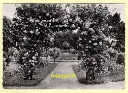 Delcampe - 67 BAS RHIN / SAVERNE / LA ROSERAIE - Saverne