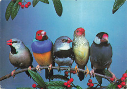 Delcampe - CPSM OISEAUX - Calfat (Padda), Diamant à Queue Rousse, Goutelettes, Gould à Tête Rouge, Longue Queue   L4797 - Vogels
