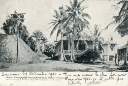 Delcampe - Panama Ancon Palm Trees Planted By French 1906 To France H15846 - Panama