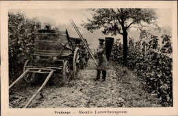 Delcampe - Grevenmacher (Luxemburg) Hotel Hastert, Weinlese I-II - Otros & Sin Clasificación