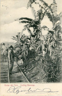 Delcampe - Panama Bocas Del Toro Cutting Bananas 1904s To Austria H15854 - Panama