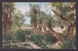 Delcampe - ISRAEL, Vintage Postcard, Jerusalem, The Garden Of Gethsemane - Israel