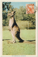 Delcampe - Australia Kangaroo Creek Postmark Kangaroo Stamp & Kangaroo Postcard C1956 (DualE) - Autres & Non Classés