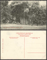 Delcampe - Ceylon Old Postcard Gt Bamboos Peradeniya Gardens Kandy - Sri Lanka (Ceylon)