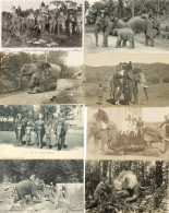 Delcampe - Elefant Schöne Sammlung Mit 120 Ansichtskarten Im Album Meist Indien Und Ceylon Dabei Einige Foto-AK - Elefanten