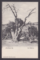 Delcampe - ISRAEL, Vintage Postcard, Hebron, Oak Of Mamre - Israel