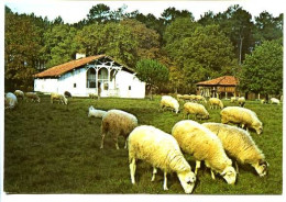 Delcampe - CSPM  10.5 X 15 Landes  Parc Naturel Régional Des Landes De Gascogne  Ecomusée De La Grande Lande "Marqueze"   SABRES* - Sabres
