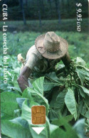 Delcampe - CUBA - CHIP CARD - LA COSECHA DEL TABACO - Cuba