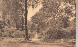 Delcampe - BONSECOURS - Le Sous-bois - Péruwelz