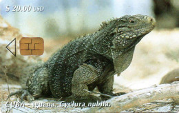 Delcampe - CUBA - CHIP CARD - ANIMAL - IGUANA - Cuba