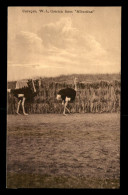Delcampe - CURACAO - OSTRICH FARM ALBERTINA - Curaçao