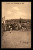 Delcampe - CURACAO - OSTRICHES ON THE FARM - Curaçao