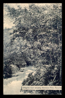 Delcampe - PANAMA - CHAGRES RIVER SHOWING BAMBOO TREE - Panama