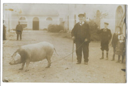 Delcampe - Carte Photo, Cochon Truffier (?) - (18012) - Bauern