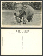 Delcampe - Ceylon Old Postcard Tame Elephant At Katugastota Native Hang On Elephant's Trunk - Sri Lanka (Ceylon)
