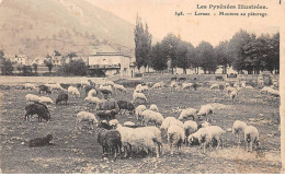 Delcampe - 64 - SAN62968 - LARUNS - Moutons Au Pâturage - Laruns