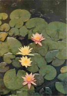 Delcampe - Carte Postale - 32 - Barbotan Les Thermes - Les Nénuphars - Fleurs - Flamme Postale De Barbotan Les Thermes - CPM - Voir - Barbotan