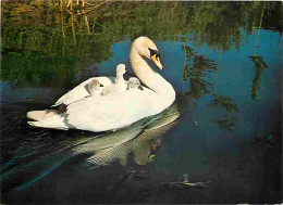 Delcampe - Carte Postale - Animaux - Oiseaux - Cygnes - CPM - Voir Scans Recto-Verso - Poscard - Carta Postal -  Postkarte - Vogels