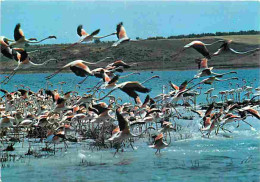 Delcampe - Carte Postale - Animaux - Oiseaux - Flamants Roses - En Camargue - CPM - Voir Scans Recto-Verso - Poscard - Carta Postal - Vogels