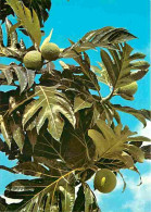 Delcampe - Carte Postale - Antilles - Fruits à Pain - CPM - Voir Scans Recto-Verso - Poscard - Carta Postal -  Postkarte - Autres & Non Classés