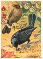Delcampe - Carte Postale - Animaux - Oiseaux - Merelpaar - Merles - Art Dessin Illustration - CPM - Voir Scans Recto-Verso - Poscar - Vogels