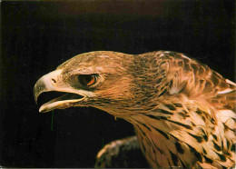 Delcampe - Carte Postale - Animaux - Oiseaux - Rapaces - Volerie Des Aigles - Château De Kintzheim - CPM - Voir Scans Recto-Verso - - Vogels