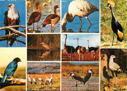 Delcampe - Carte Postale - Animaux - Oiseaux - African Birds - Multivues - CPM - Voir Scans Recto-Verso - Poscard - Carta Postal - - Vogels