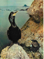 Delcampe - Carte Postale - Animaux - Oiseaux - Cormoran Huppé - CPM - Voir Scans Recto-Verso - Poscard - Carta Postal -  Postkarte - Vogels