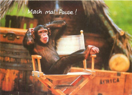 Delcampe - Carte Postale - Animaux - Singes - Chimpanzé - Carte à Message - CPM - Voir Scans Recto-Verso - Poscard - Carta Postal - - Monos