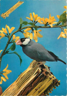Delcampe - Carte Postale - Animaux - Oiseaux - A Définir - CPM - Voir Scans Recto-Verso - Poscard - Carta Postal -  Postkarte - Vogels
