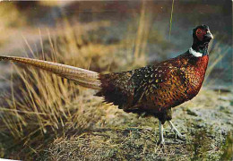 Delcampe - Carte Postale - Animaux - Oiseaux - Faisan - CPM - Voir Scans Recto-Verso - Poscard - Carta Postal -  Postkarte - Vogels