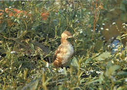 Delcampe - Carte Postale - Animaux - Oiseaux - Le Grèbe Castagneux - CPM - Voir Scans Recto-Verso - Poscard - Carta Postal -  Postk - Vogels