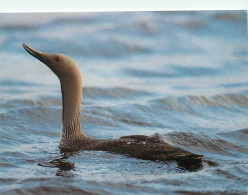Delcampe - Carte Postale - Animaux - Oiseaux - Plongeon Catmarin - Red-throated Diver (Gavia Stellata) - CPM - Voir Scans Recto-Ver - Vogels