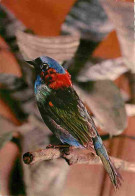 Delcampe - Carte Postale - Animaux - Oiseaux - A Définir - Petit Oiseau - Flamme Postale - CPM - Voir Scans Recto-Verso - Poscard - - Vogels