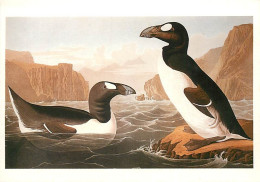Delcampe - Carte Postale - Format - 160 X 115 Mms - Animaux - Oiseaux - Illustration De Jean-Jacques Audubon - Great Auk - Riesenal - Vogels