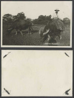 Delcampe - China Old Real Photo Native Chinese Farmer & Water Buffalo Buffaloes Agriculture - China