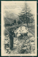 Delcampe - Torino Ceresole Reale Gregge Pecore Bertacchi Cartolina MT4817 - Sonstige & Ohne Zuordnung