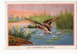 Delcampe - Chicorée WILLIOT Le Canard Sauvage - Tè & Caffè