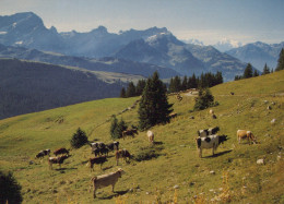 Delcampe - Suisse Villars Paysage Alpin Bétail Grd Muveran Mont Blanc Affranchie #SCB269 - Morcles