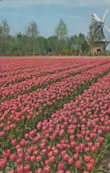 Delcampe - Nederland Lisse Zuid Holland Keukenhof Tulpenvelden Windmolen Unposted #SCB132 - Lisse