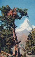 Delcampe - Schweiz Zermatt Wallis Matterhorn Berglandschaft Arvenwald Riffelalp #SCB762 - Zermatt