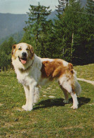 Delcampe - Deutschland Bayern Alpenlandschaft Bernhardiner Berghund Beschrieben #SCB676 - Perros